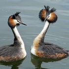 mating season for the grebe