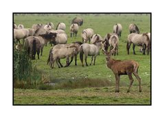 Mating season in the Oostvaarders plassen Nature reserve