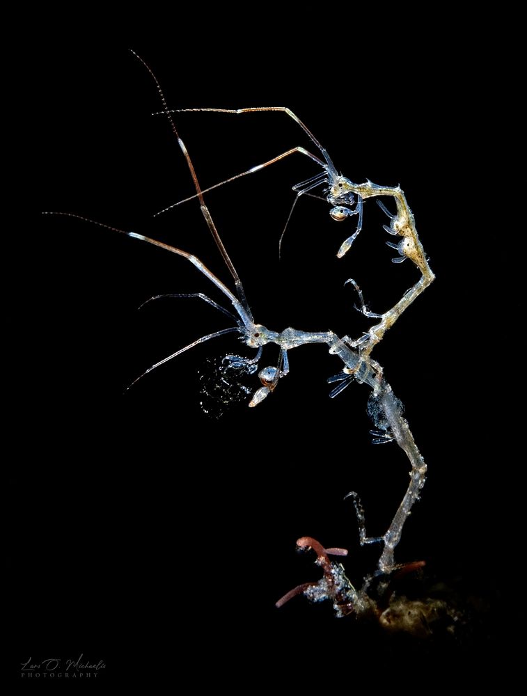 mating skeleton shrimps