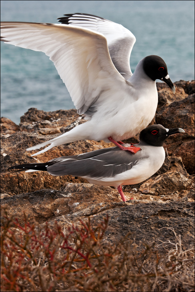 [ Mating Swallow-tailed Gulls ]