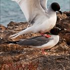 [ Mating Swallow-tailed Gulls ]