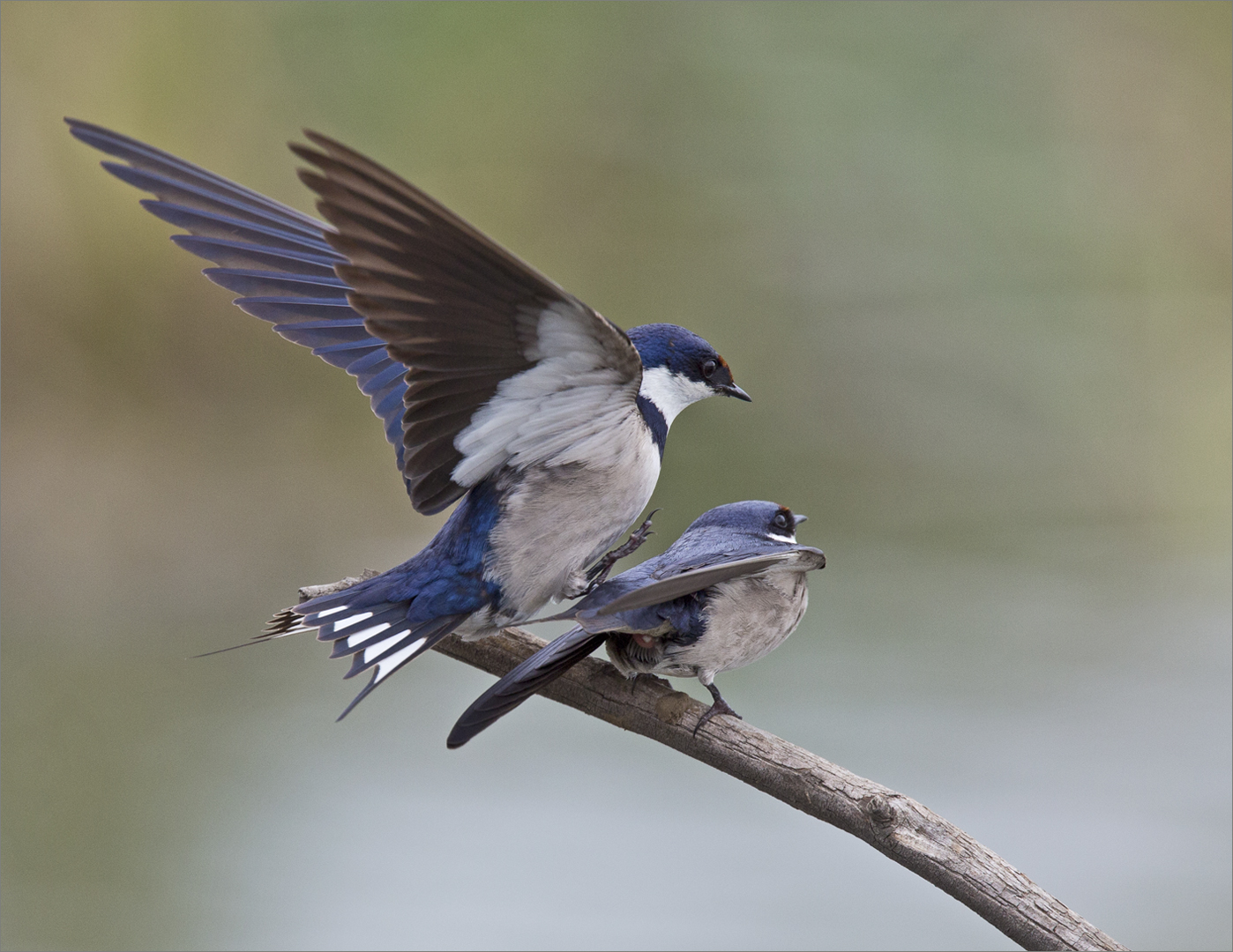 Mating swallows