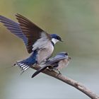 Mating swallows