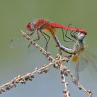 MAting Sympetrum fonscolombei