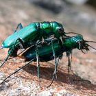 Mating Tiger beetles