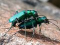 Mating Tiger beetles by Phil Penketh 