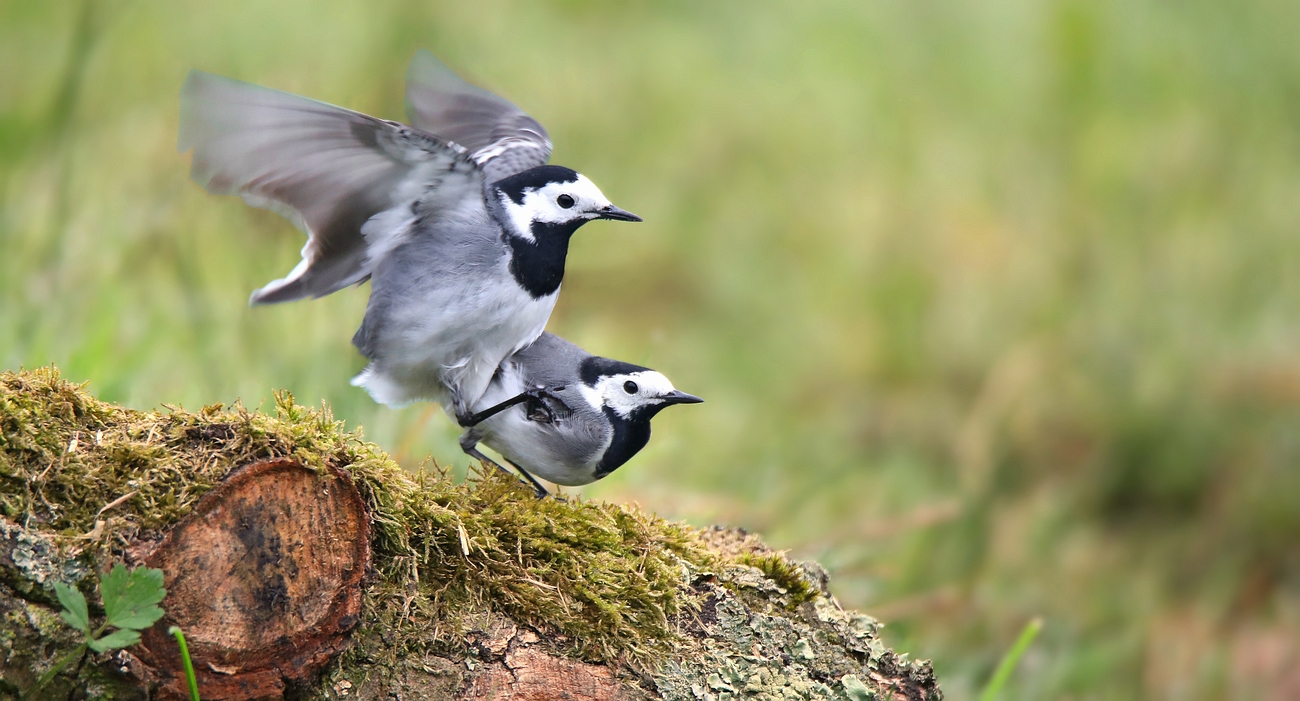 Mating time.....