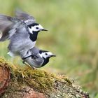 Mating time.....