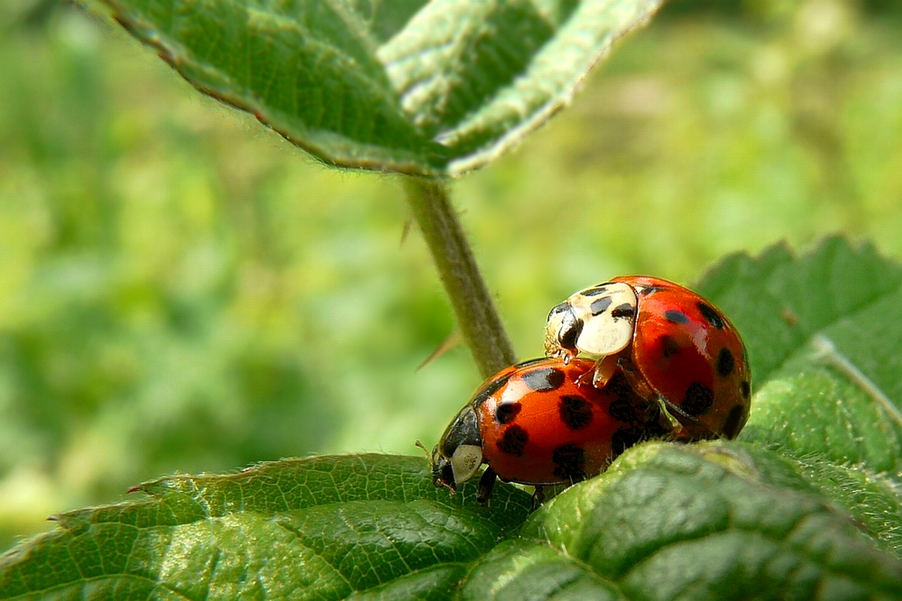 Mating time....... 