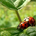 Mating time....... 