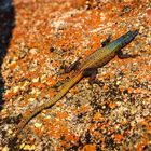 Matobo Hills - Platysaurus rhodensiensis