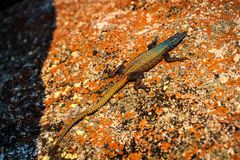 Matobo Hills - Platysaurus rhodensiensis