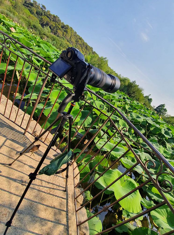 Matos prêt pour photographier les lotus