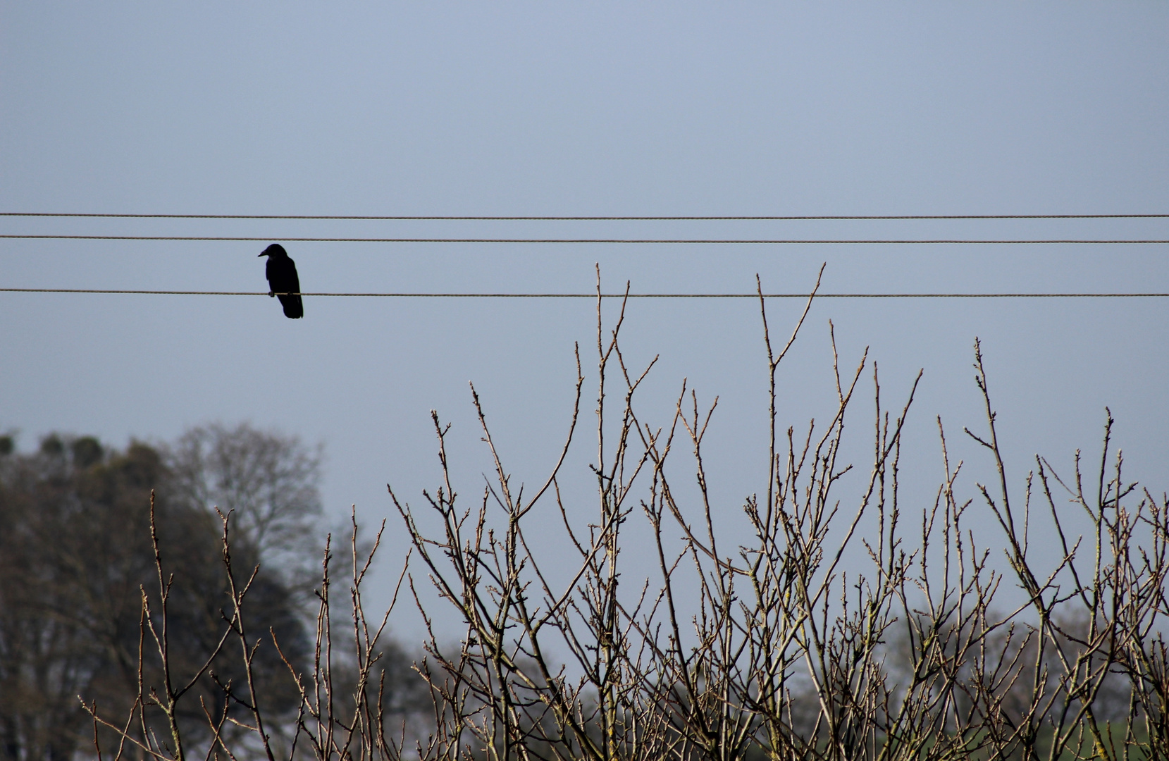 maître corbeau