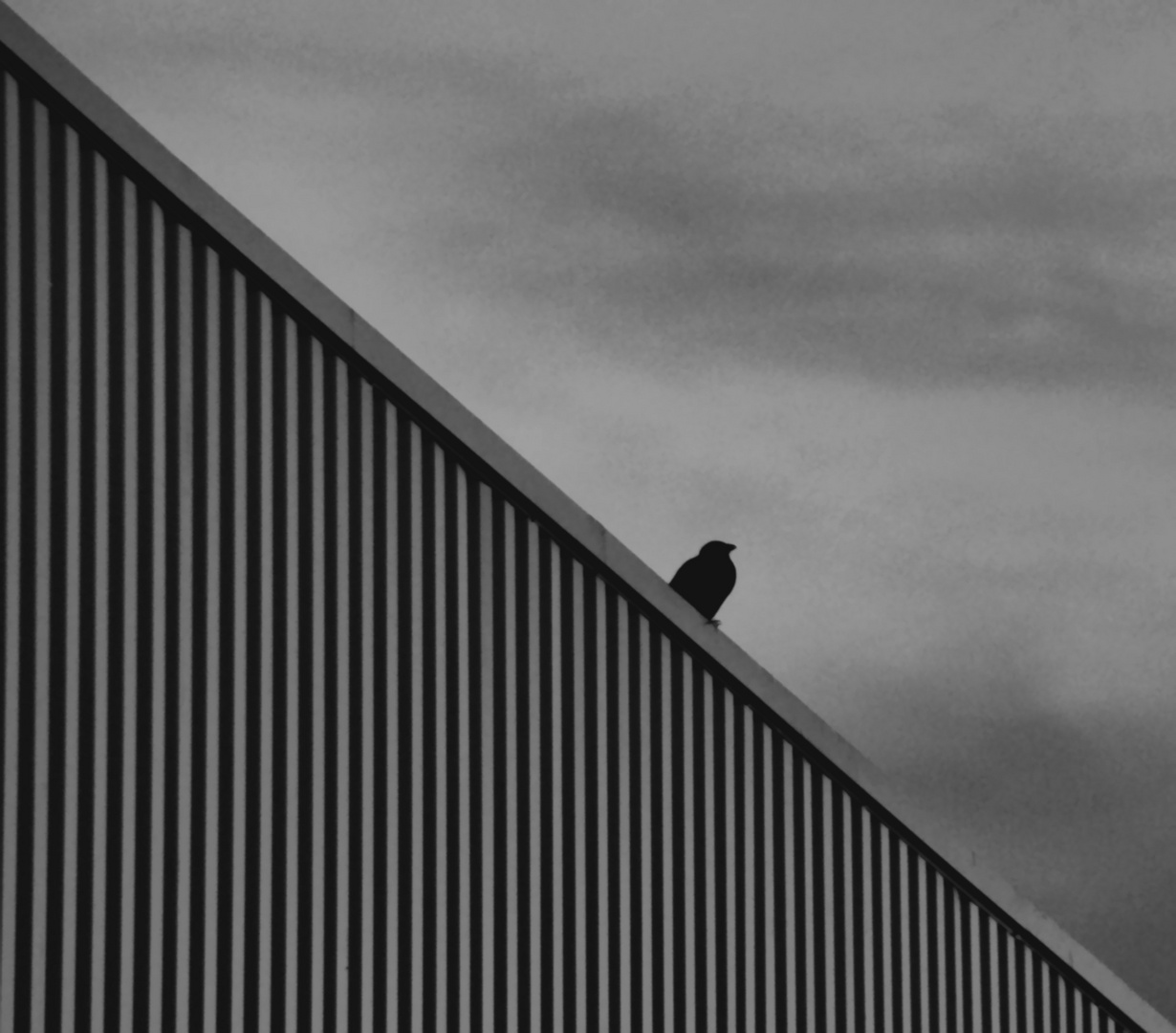 Maître corbeau sur les rayures.