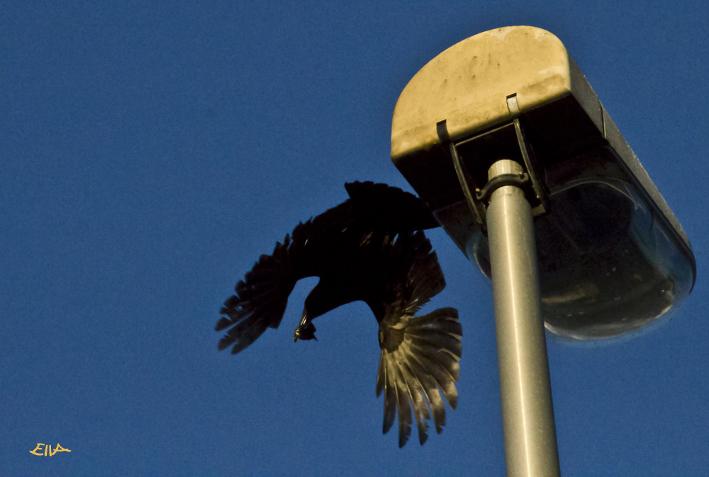 Maître Corbeau sur sa lanterne perché