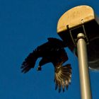 Maître Corbeau sur sa lanterne perché