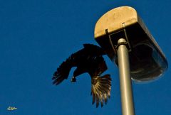 Maître Corbeau sur sa lanterne perché