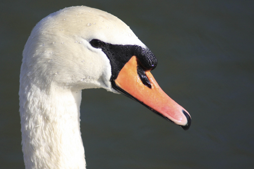 maître cygne