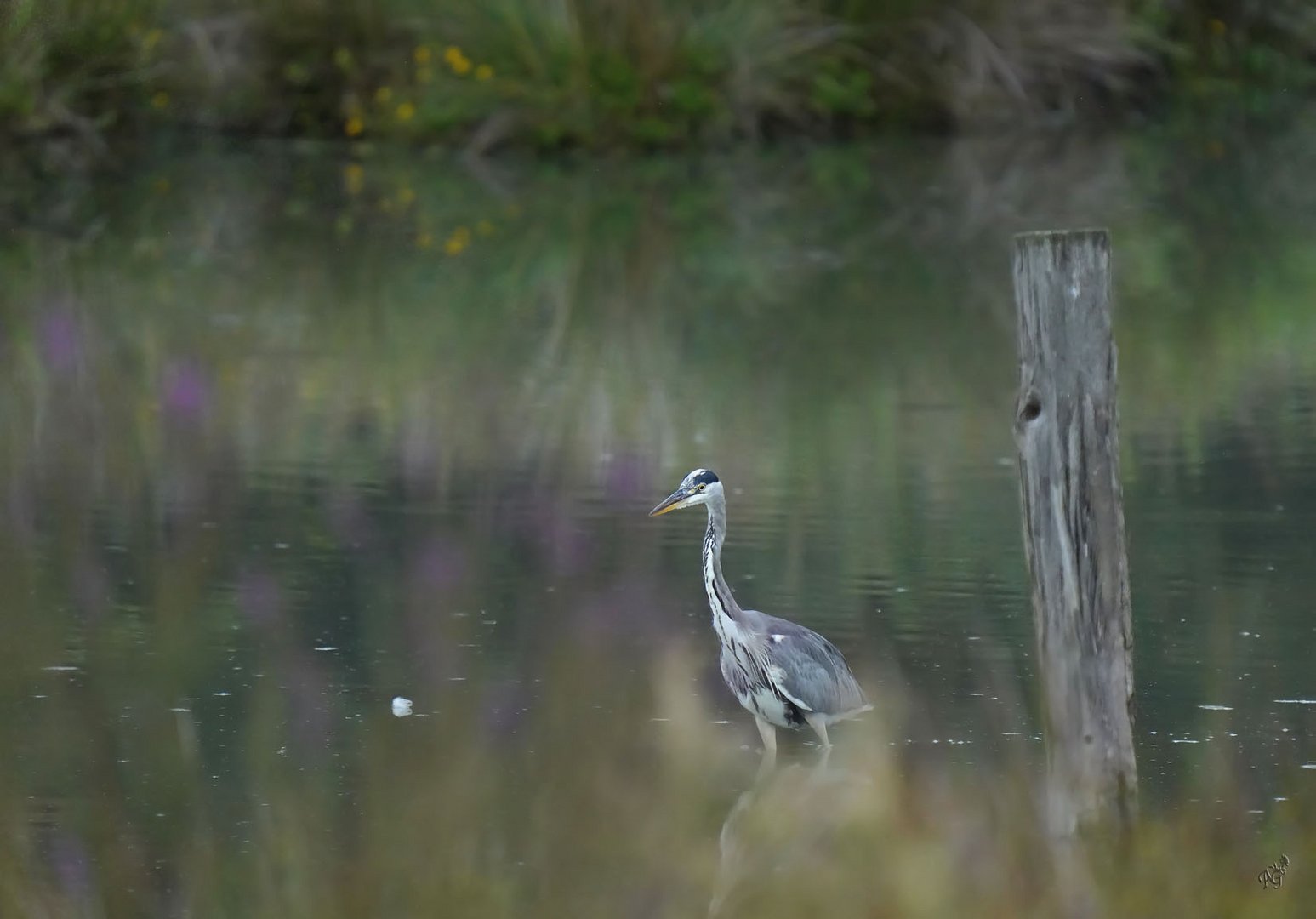 Maître héron à la pêche