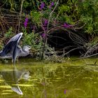 Maître Heron 