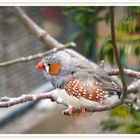 Maître oiseau sur son arbre perché !