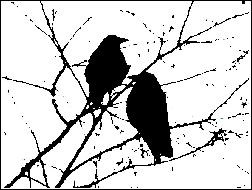 Maîtres-corbeaux sur un arbre , perchés !!!