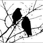 Maîtres-corbeaux sur un arbre , perchés !!!
