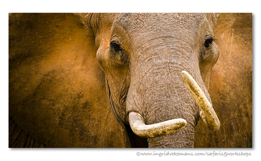 Matriarch