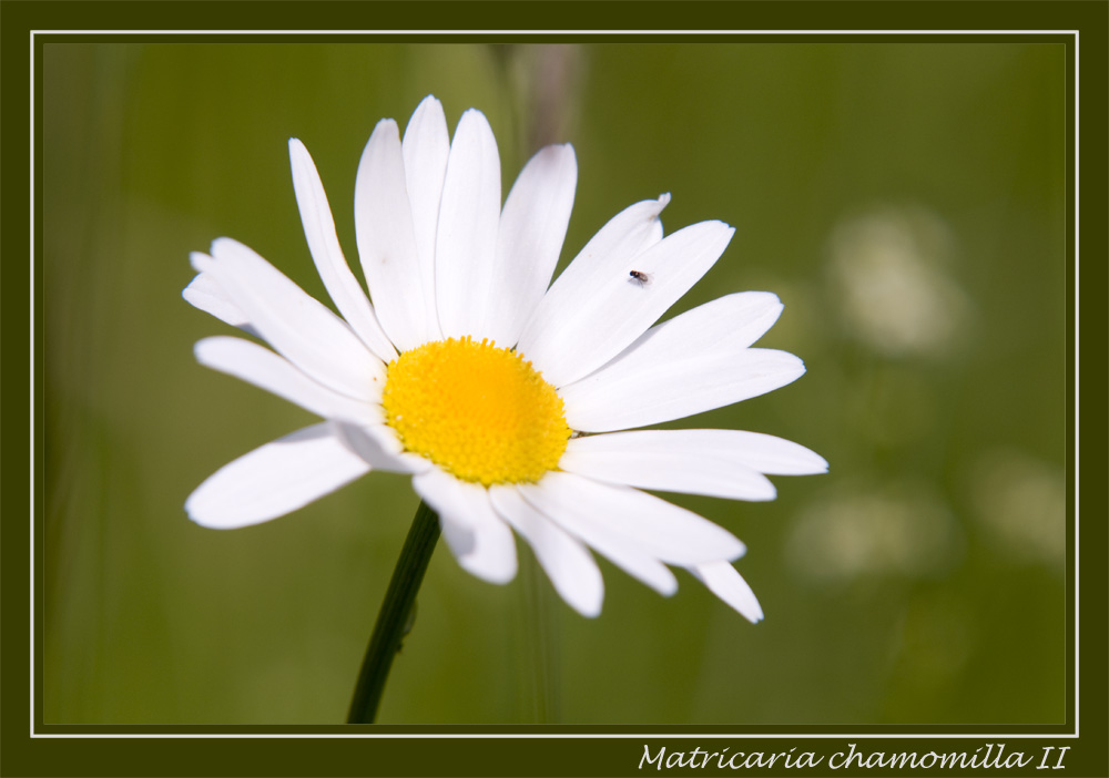 Matricaria chamomilla II