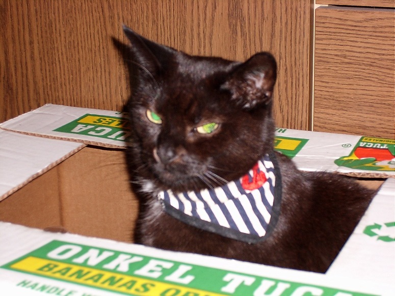 Matrosen-Katze im Karton