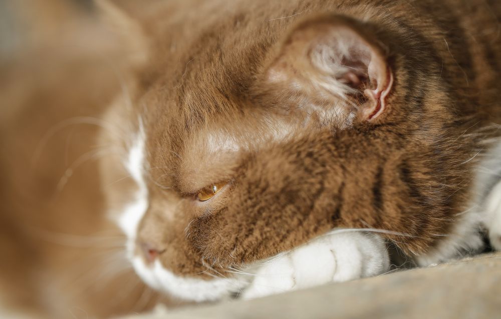Mats mal ganz fluffig Foto &amp; Bild | natur, katze, katzen Bilder auf ...