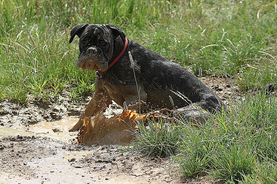 Matsch-Böxi