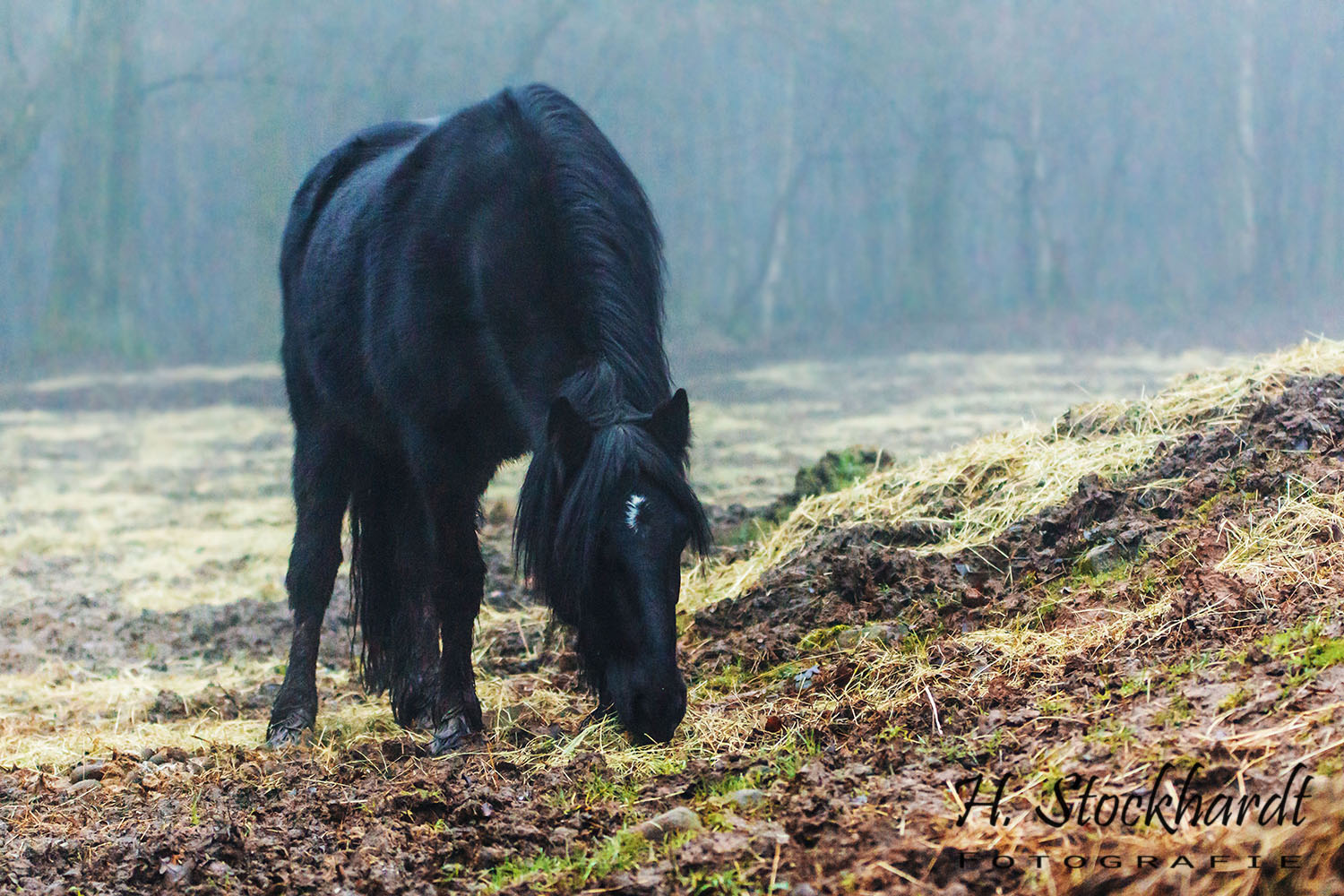 Matsch und Nebel im Weideparadies