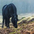 Matsch und Nebel im Weideparadies