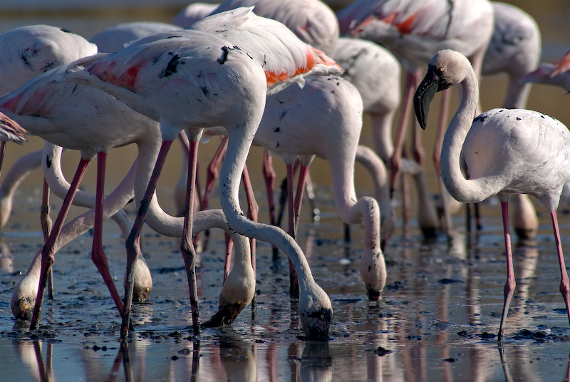 Matschflamingos