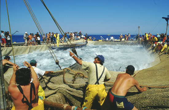 Mattanza a Bonagia (Trapani)