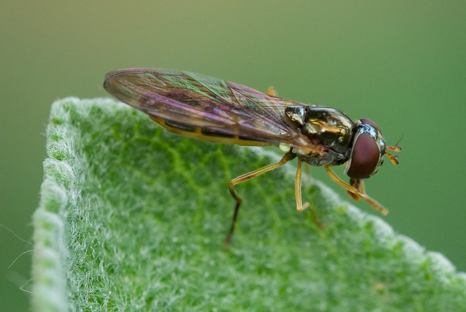 Matte Schwarzkopf -Schwebfliege