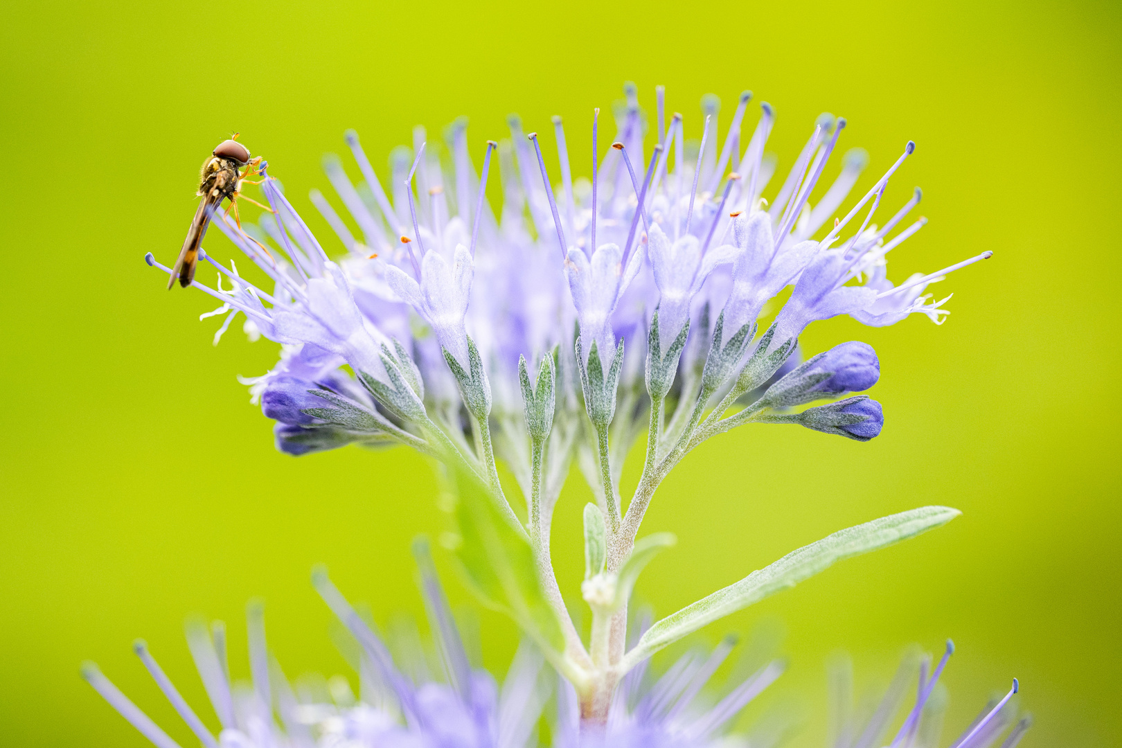 Matte Schwarzkopf-Schwebfliege auf Bartblume