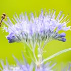 Matte Schwarzkopf-Schwebfliege auf Bartblume