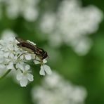 Matte Schwarzkopf-Schwebfliege 