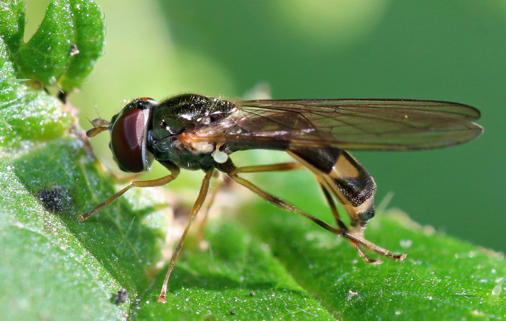 Matte Schwarzkopf-Schwebfliege