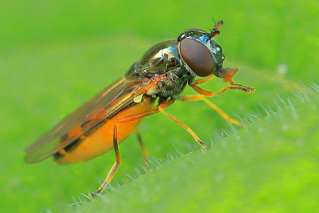 Matte Schwarzkopf-Schwebfliege ( Weibchen )