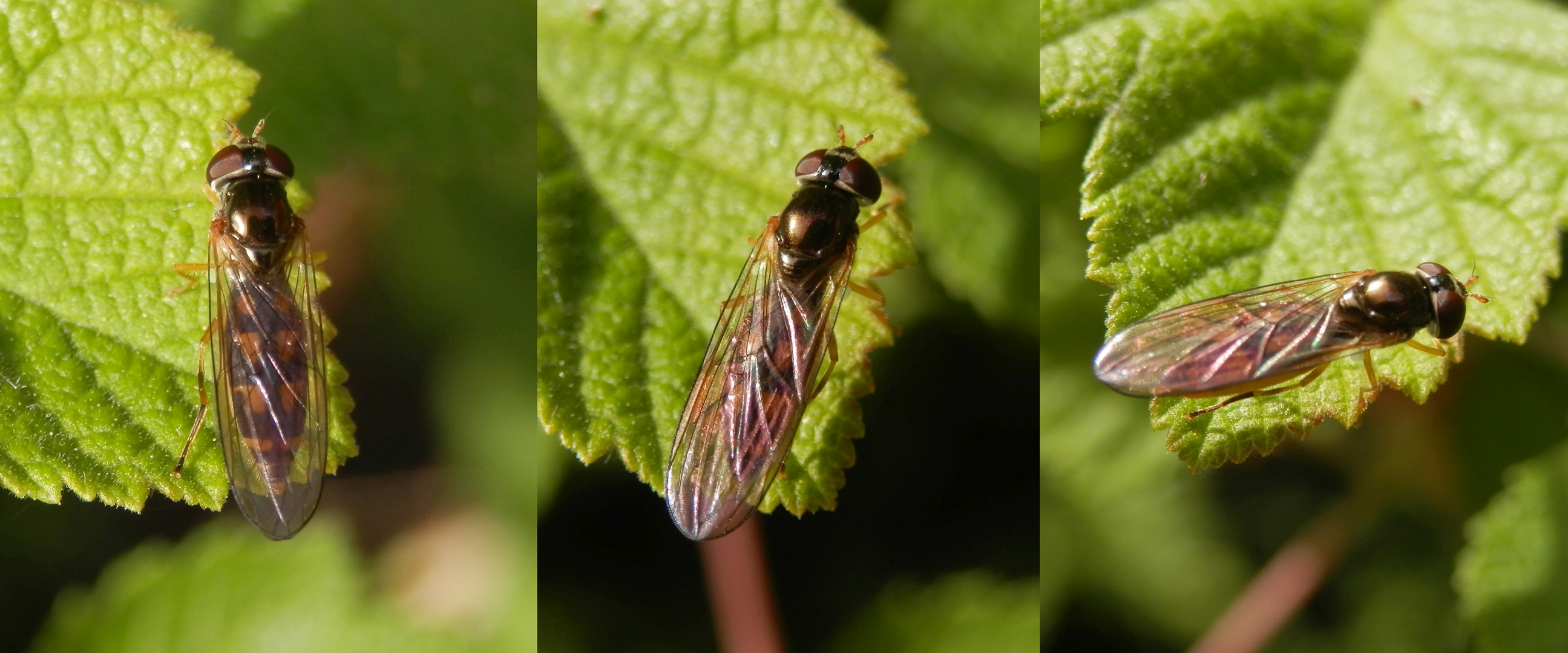 Matte Schwarzkopfschwebfliege - Melanostoma scalare