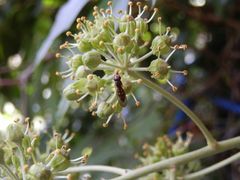 Matte Schwarzkopfschwebfliege (Melanostoma scalare)