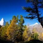 Matterhorn im Herbstgewand