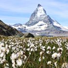 Matterhorn mit Blumenwiese