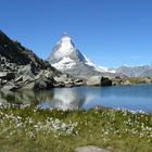 Matterhorn und Wollgras