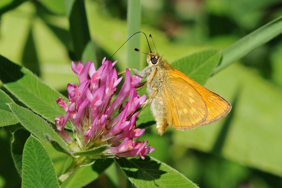 Mattfleckiger Kommafalter (Ochlodes venatus)