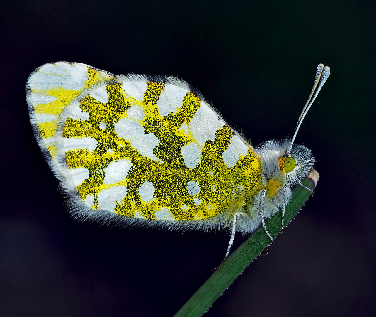 Mattfleckiger Weissling (Euchloe simplonia) *